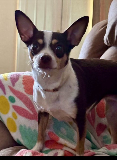 CRYSTAL - Chihuahua for adoption in Phoenix