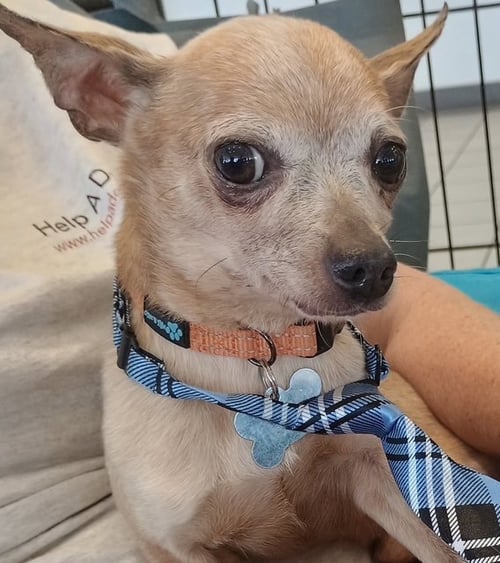 MISO - Chihuahua for adoption in Phoenix