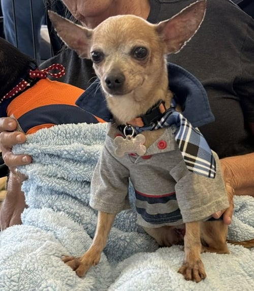 MISO - Chihuahua available for adoption