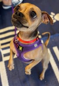 Chiquita Banana - Photo 2