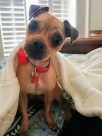 Chiquita Banana - Photo 3