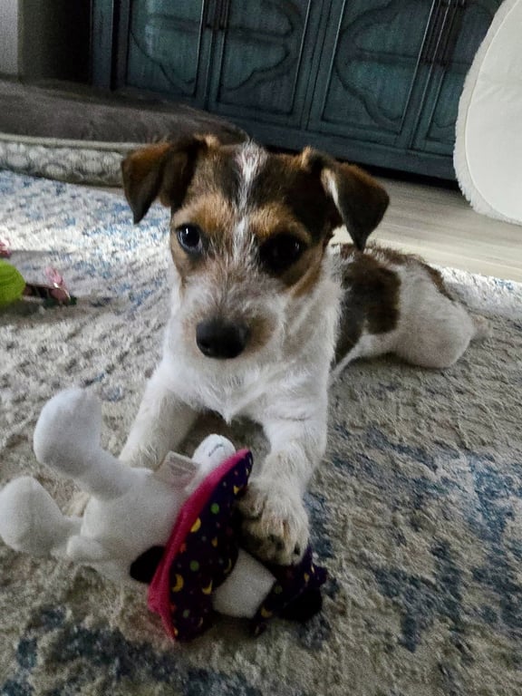 Piper Image