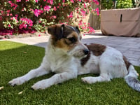 Piper - Photo 2