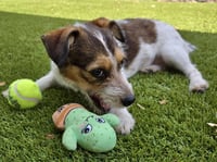 Piper - Photo 4