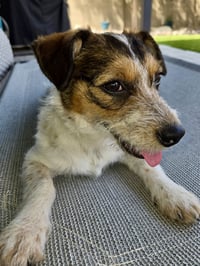 Piper - Photo 3