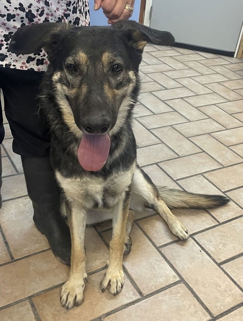 BETTY***COURTESY POST*** - German Shepherd Dog available for adoption