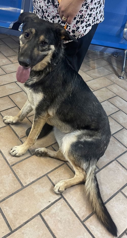 BETTY***COURTESY POST*** - German Shepherd Dog for adoption in Phoenix