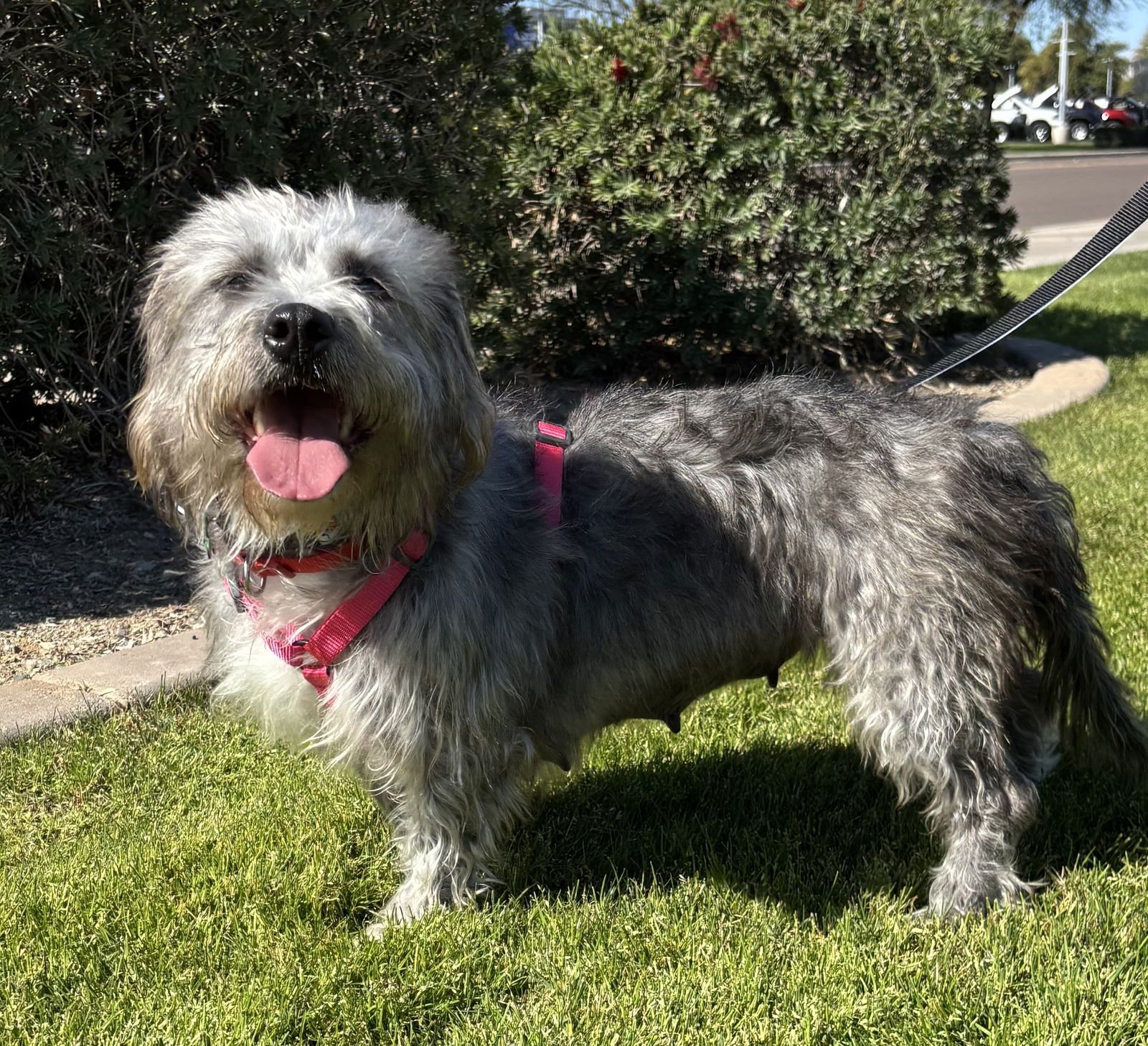 TERRY - Terrier available for adoption