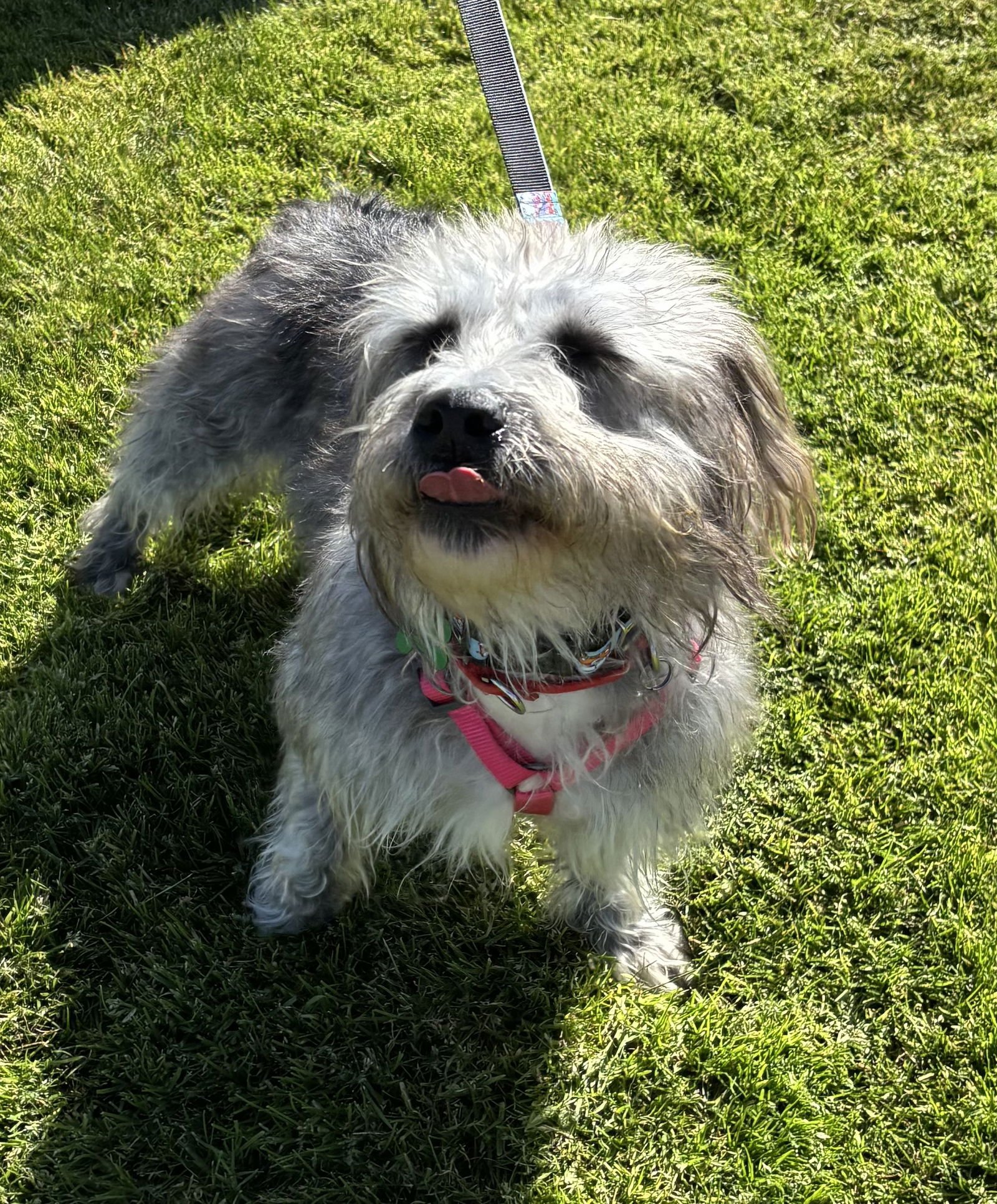 TERRY - Terrier available for adoption