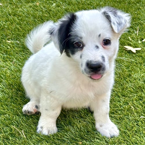 RUSSEL - Australian Shepherd / Jack Russell Terrier for adoption in Phoenix