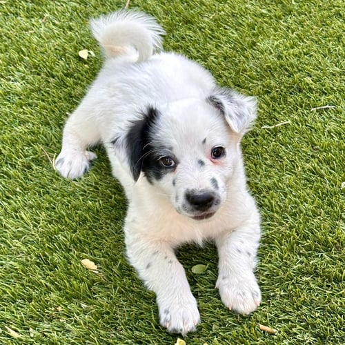 RUSSEL - Australian Shepherd / Jack Russell Terrier available for adoption