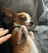 Lentil - Photo 3