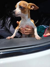 Lentil - Photo 4