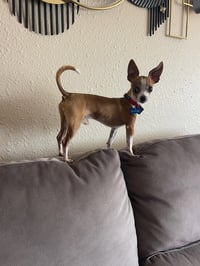 Lentil - Photo 1