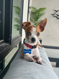 Lentil - Photo 6