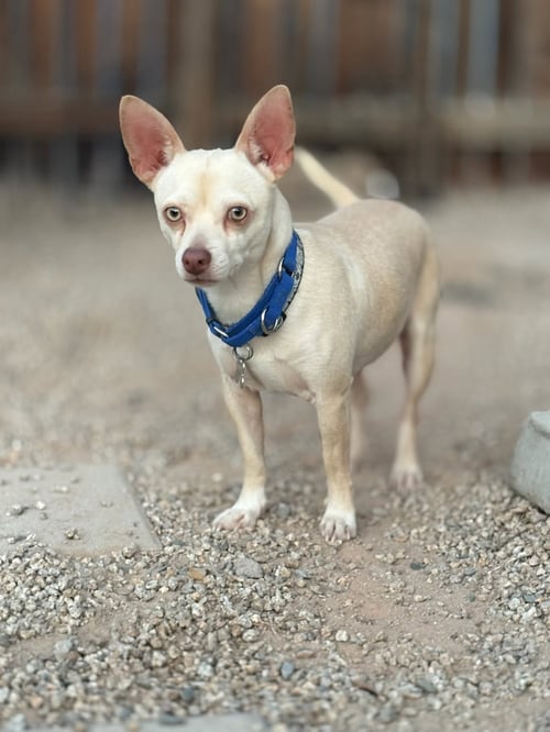 CHANTU - Chihuahua for adoption in Phoenix