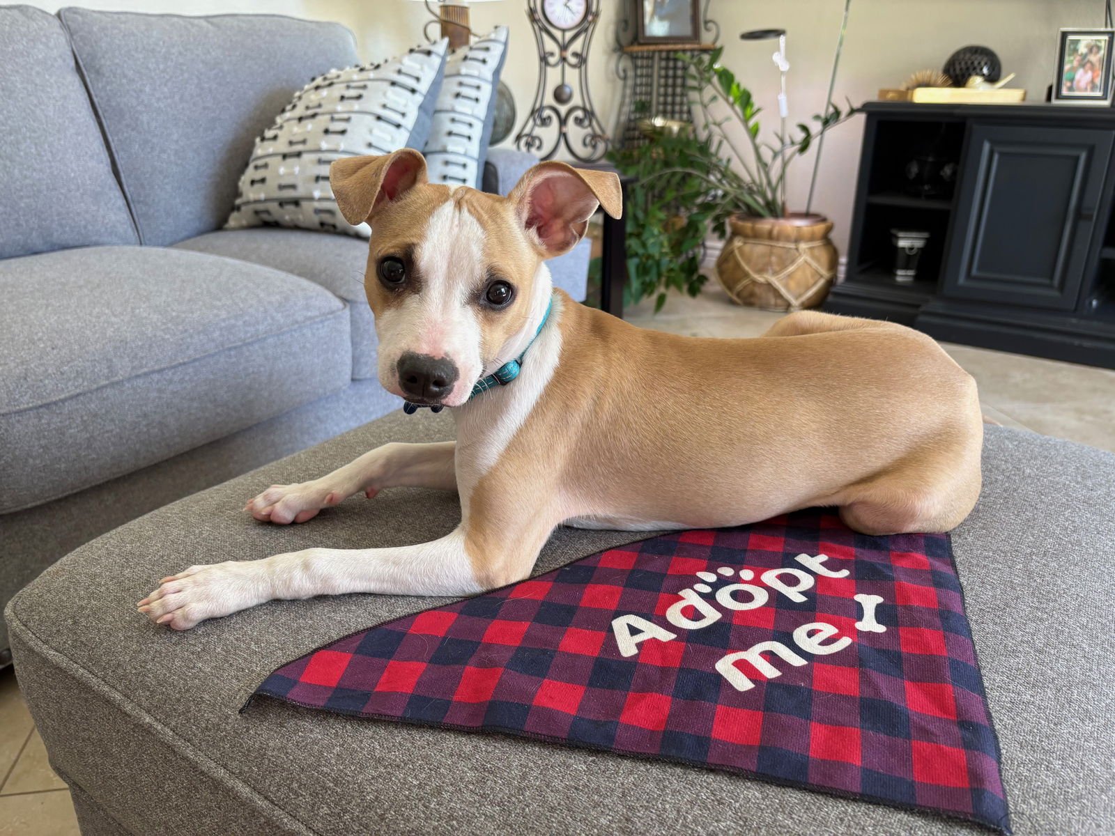 BOOTS - Chihuahua / Terrier available for adoption