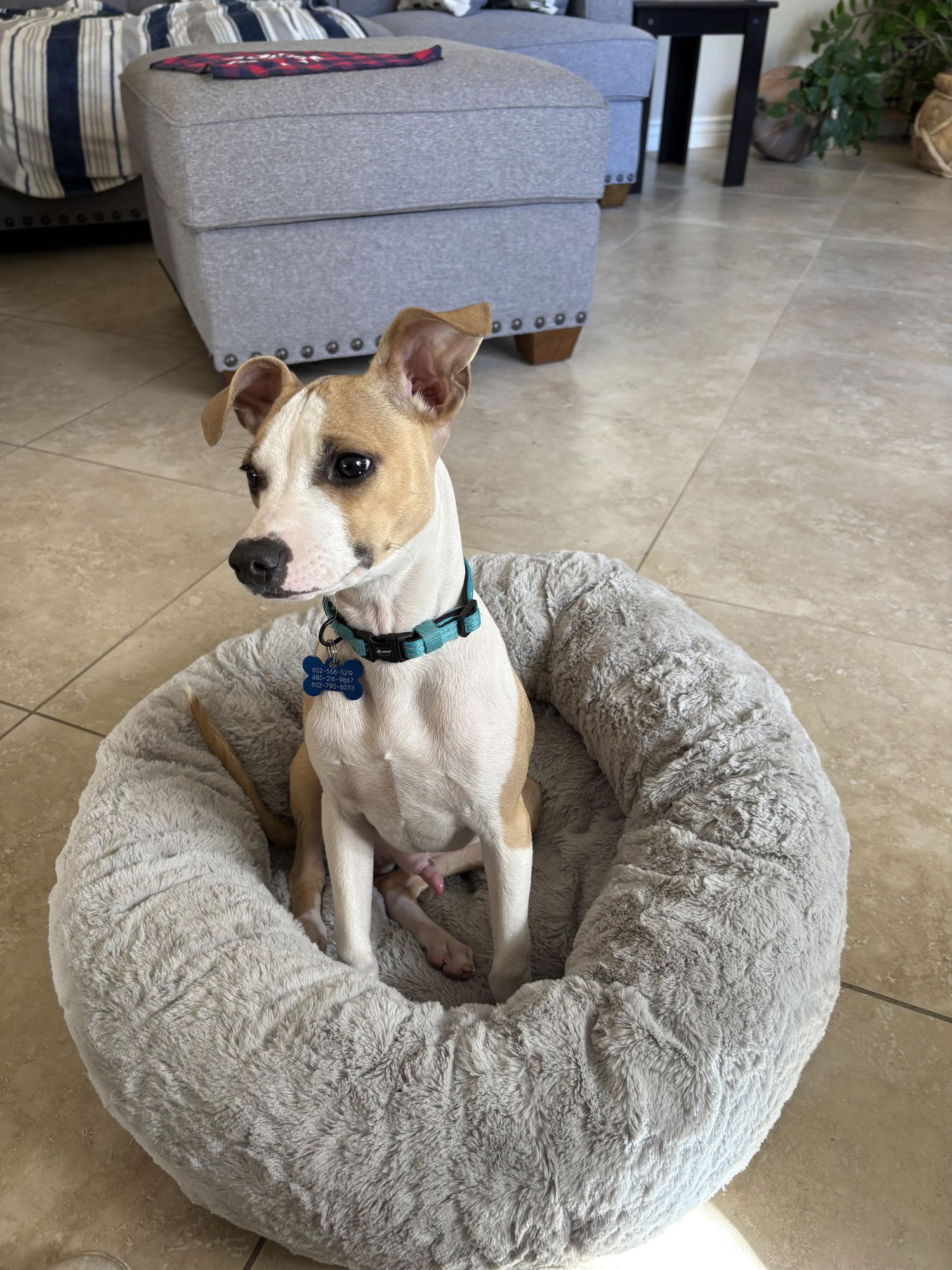 BOOTS - Chihuahua / Terrier available for adoption