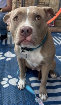 Shiloh - Photo 12