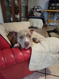 Shiloh - Photo 16