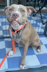 Shiloh - Photo 5