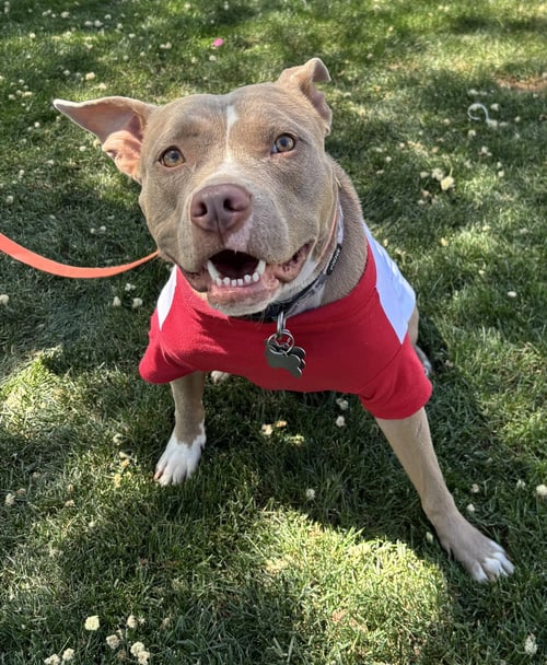 SHILOH - Pit Bull Terrier available for adoption