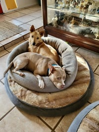 Shiloh - Photo 15
