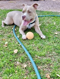 Shiloh - Photo 14