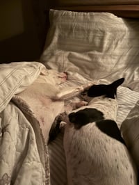 Dynamic Duo - Photo 8
