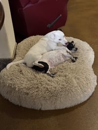 Dynamic Duo - Photo 9