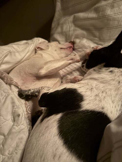 DYNAMIC DUO - Jack Russell Terrier available for adoption