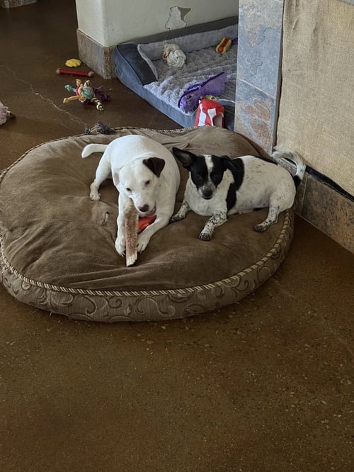 DYNAMIC DUO - Jack Russell Terrier for adoption in Phoenix