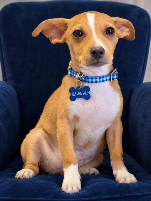 JOSH - Chihuahua for adoption in Phoenix