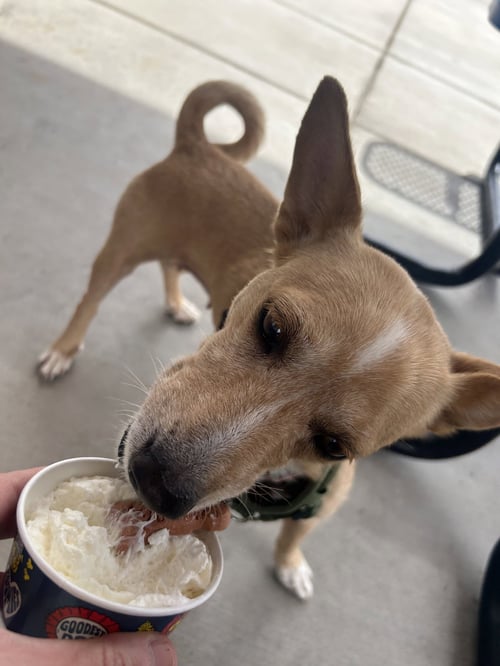 BEA - Jack Russell Terrier / Chihuahua available for adoption