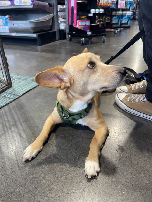 BEA - Jack Russell Terrier / Chihuahua available for adoption