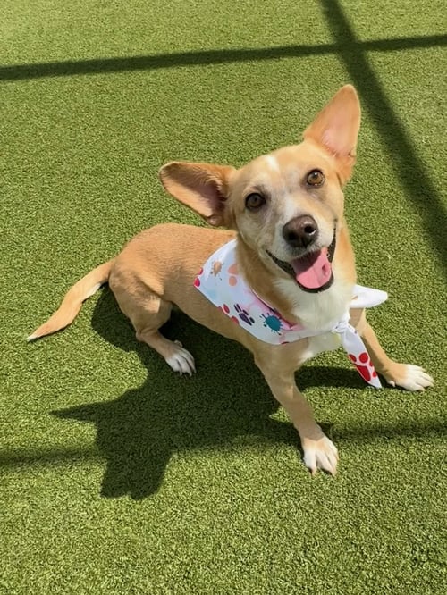 BEA - Jack Russell Terrier / Chihuahua for adoption in Phoenix