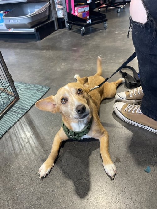 BEA - Jack Russell Terrier / Chihuahua for adoption in Phoenix