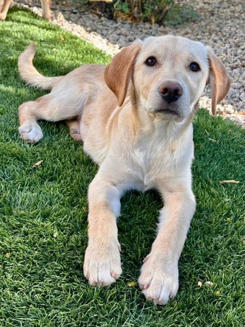 SUNNY - Labrador Retriever for adoption in Phoenix