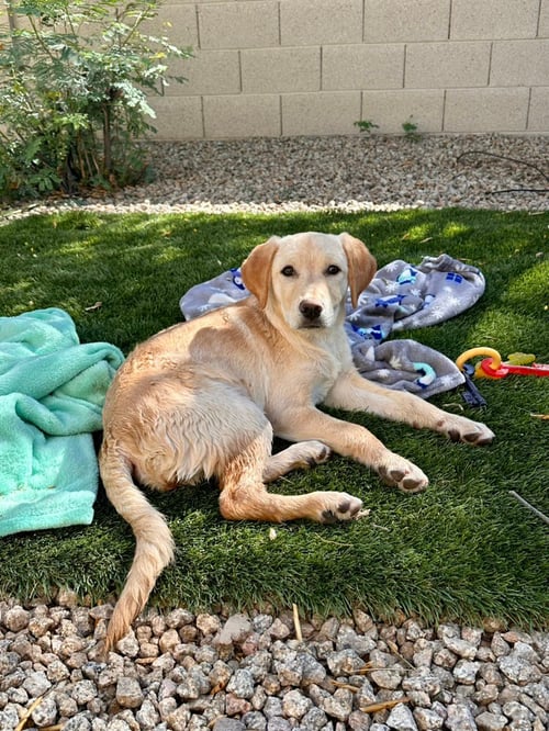 SUNNY - Labrador Retriever available for adoption