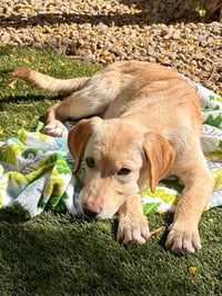 Sunny - Photo 3