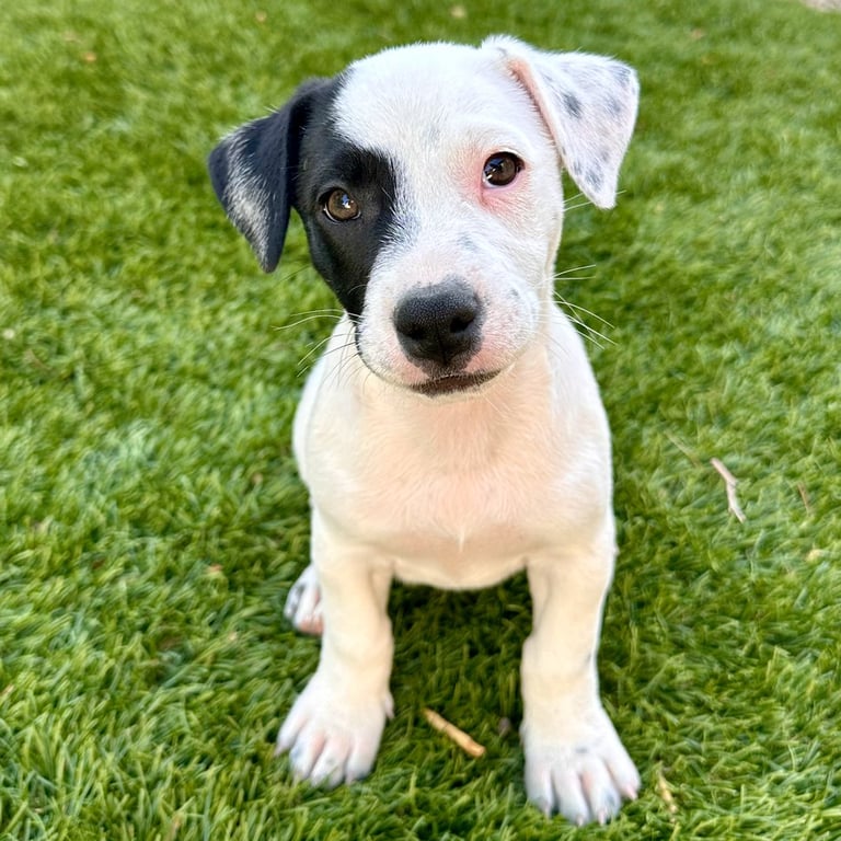 Ellie Image