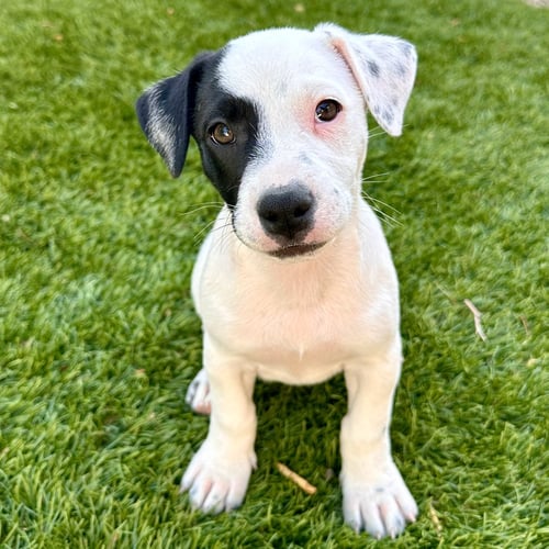 ELLIE - Jack Russell Terrier / Australian Shepherd for adoption in Phoenix