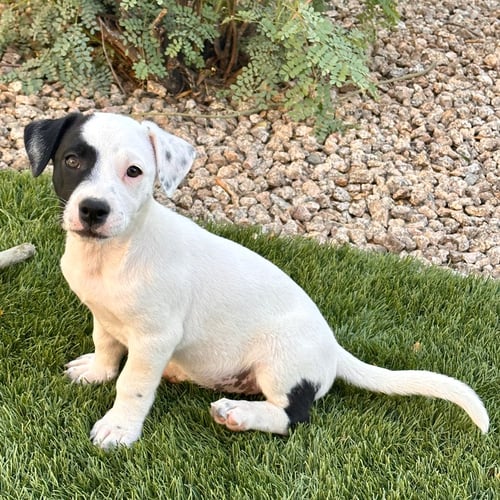 ELLIE - Jack Russell Terrier / Australian Shepherd available for adoption
