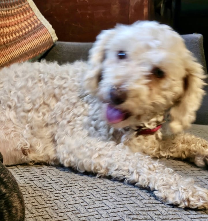Lucy Image
