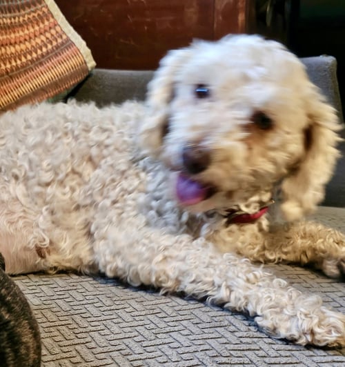 LUCY - Poodle (Miniature) for adoption in Phoenix