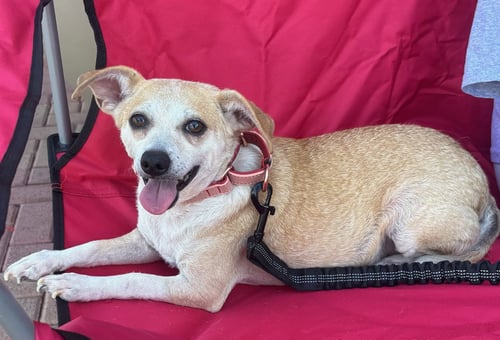 BUTTERCUP - Chihuahua / Terrier for adoption in Phoenix
