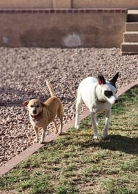Buttercup - Photo 7