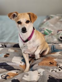 Buttercup - Photo 3