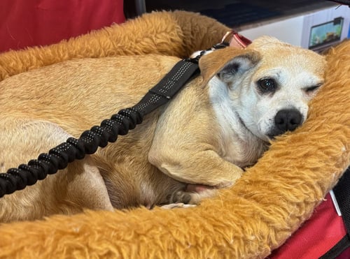 BUTTERCUP - Chihuahua / Terrier available for adoption