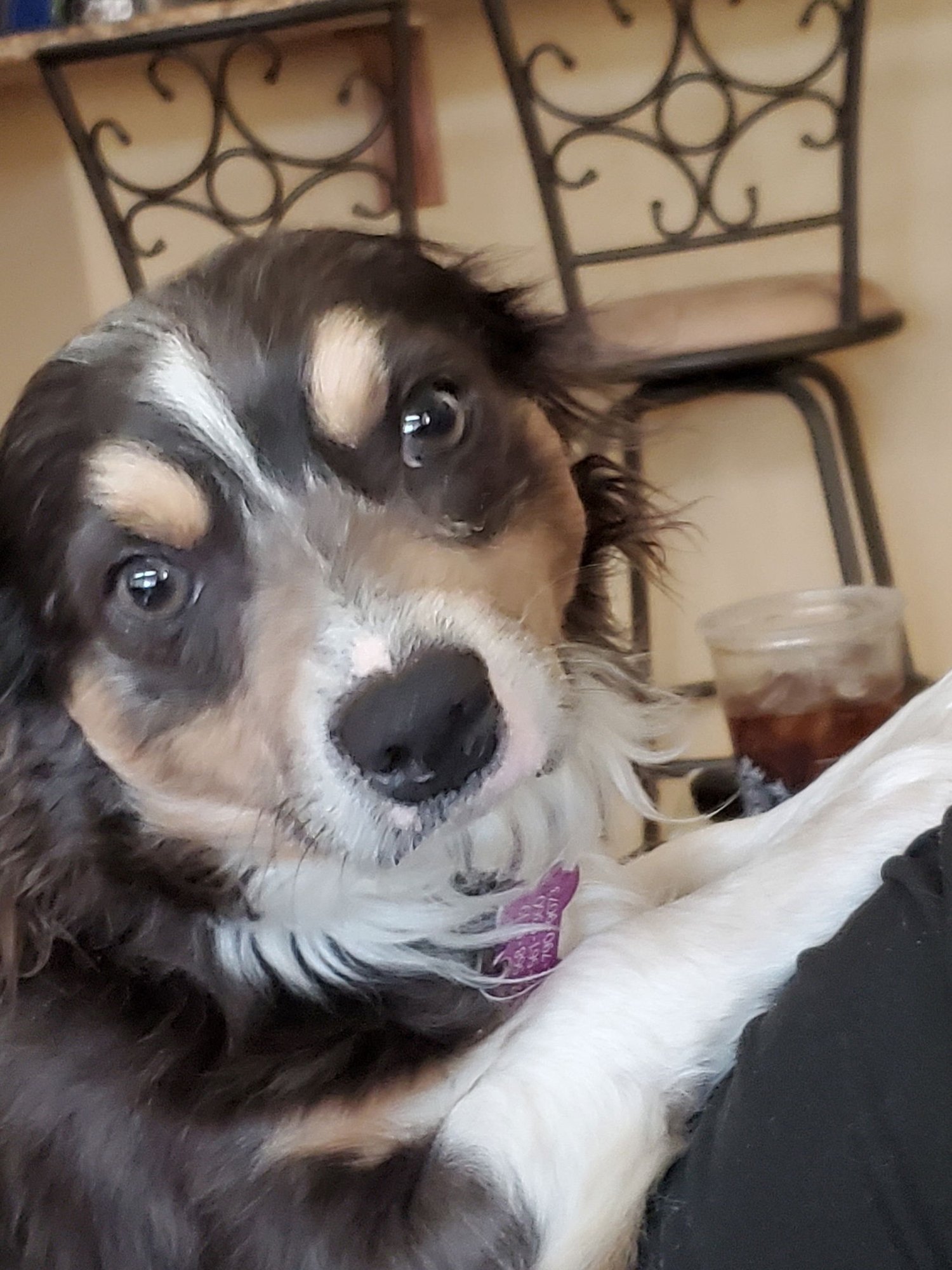 MR SHILO - Chihuahua / Dachshund for adoption in Phoenix